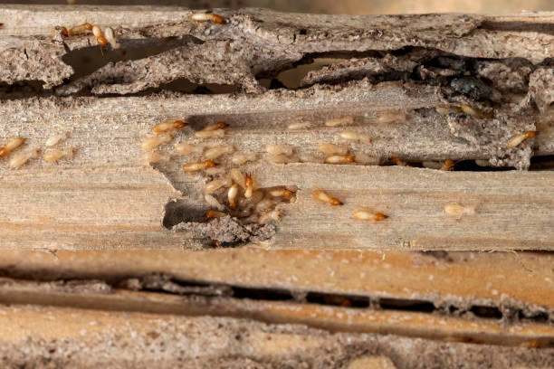 Best Termite Control Services  in Ontonagon, MI